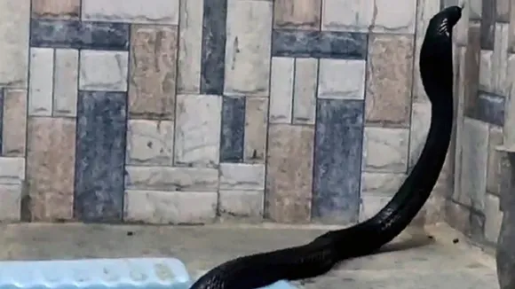 cobra snake