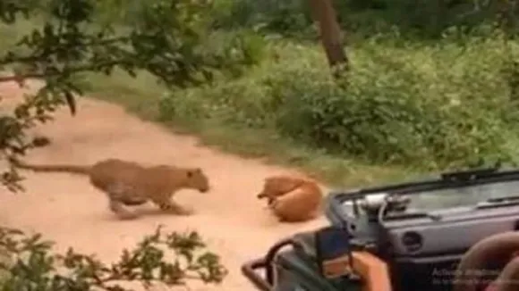 leopard and dog