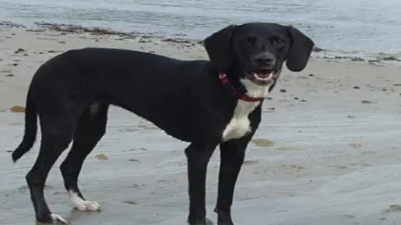 dog