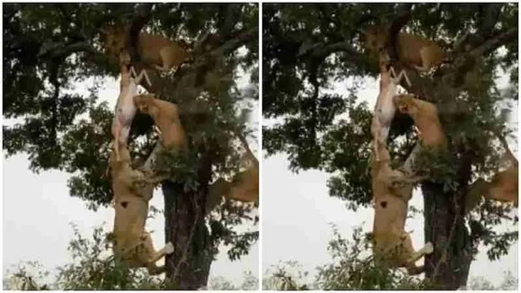 6 lion fight