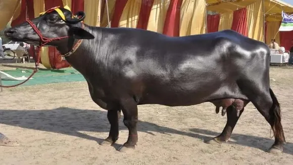 buffalo