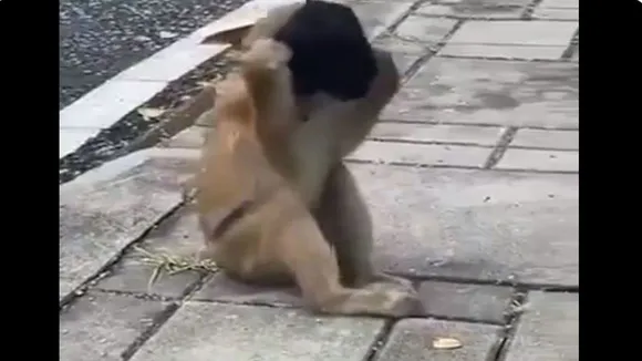 monkey face mask