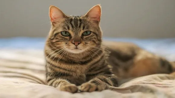 cat