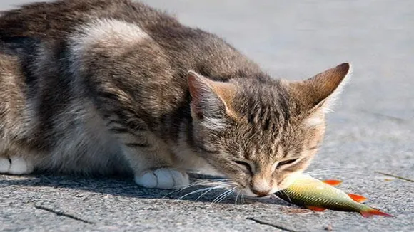 Cat Fish