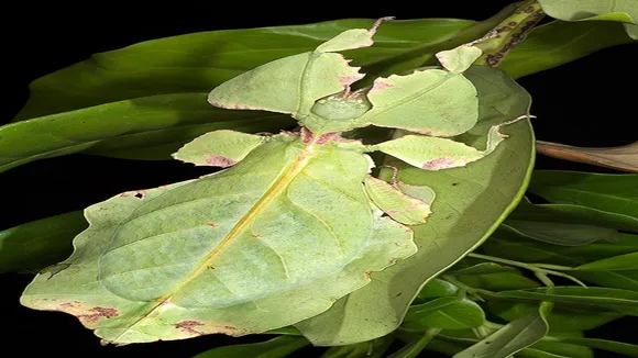 Phyllium Giganteum
