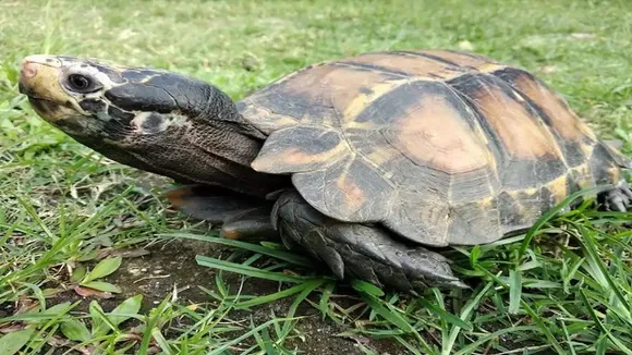 tortoese