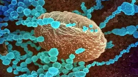 Corona Virus