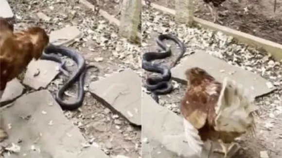 snake
