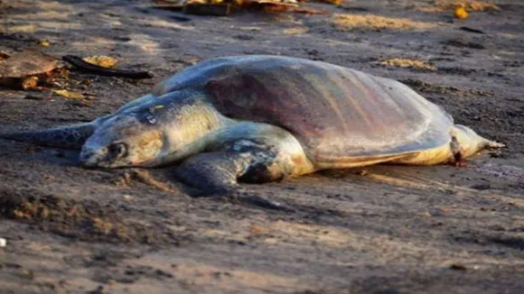 tortoise