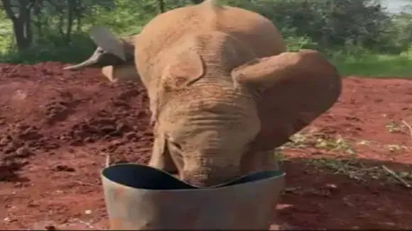 elephant baBY