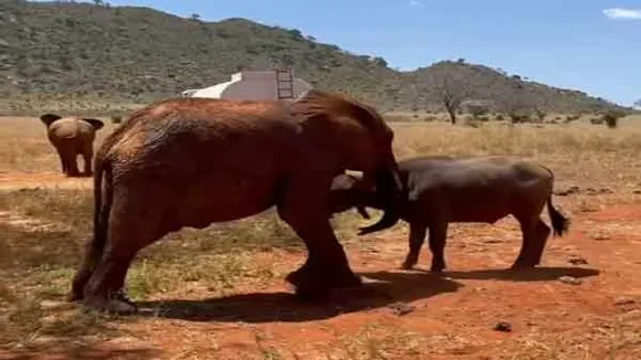 buffalo