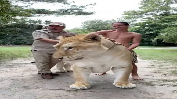 world biggest cat
