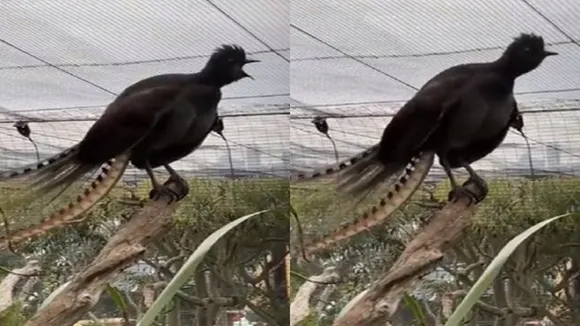 Bird Crying Baby