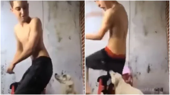 dogi with dance