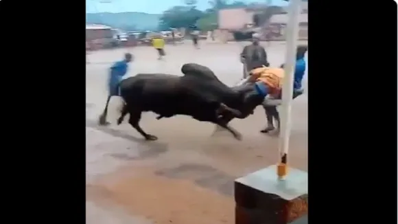 bull11