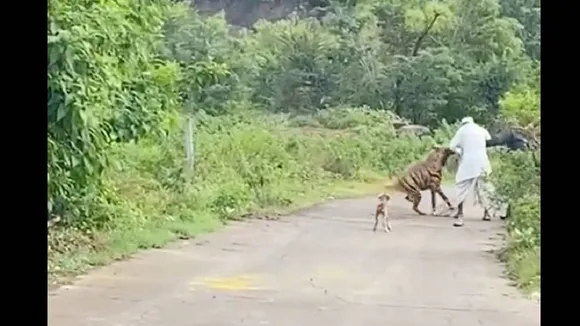 hyena attack22