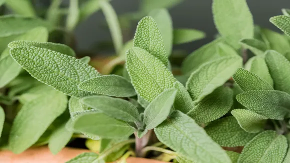 Sage leaves
