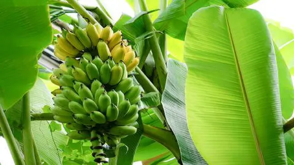 banana