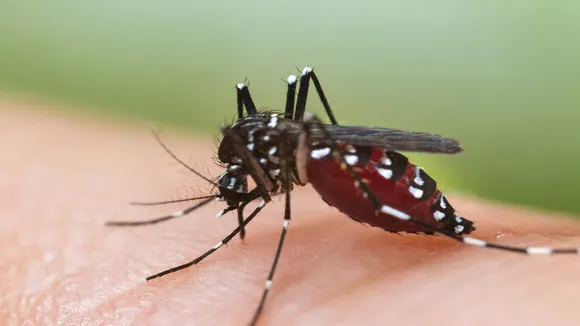 how to prevent from dengue