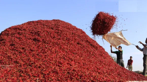 MP Chilli