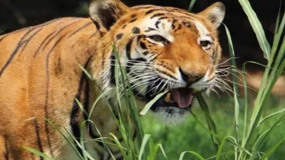 TIGER