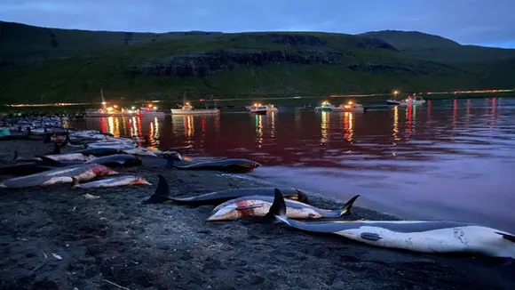 dolphins