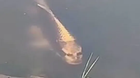 fish looks just like humans
