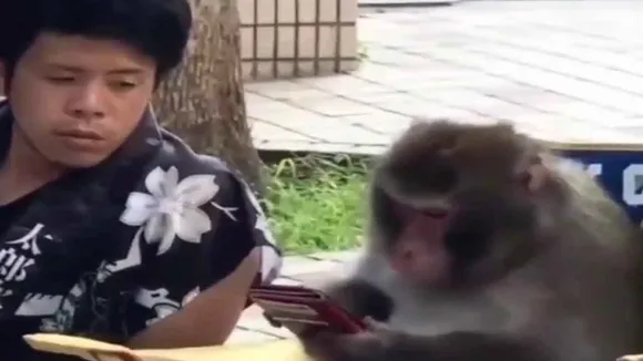 monkey mobile
