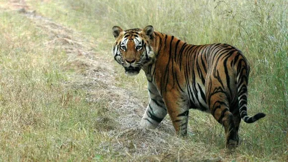 Black Tiger