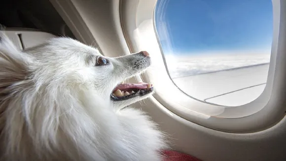 pet dog 234