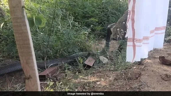 cobra zoho