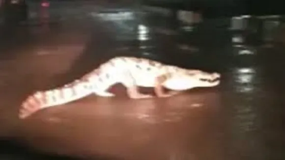 crocodile