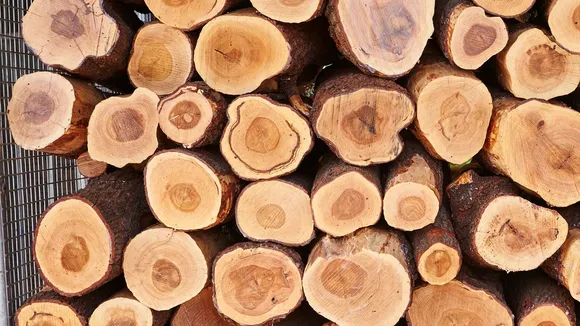 चंदन की खेती (Sandalwood Cultivation)
