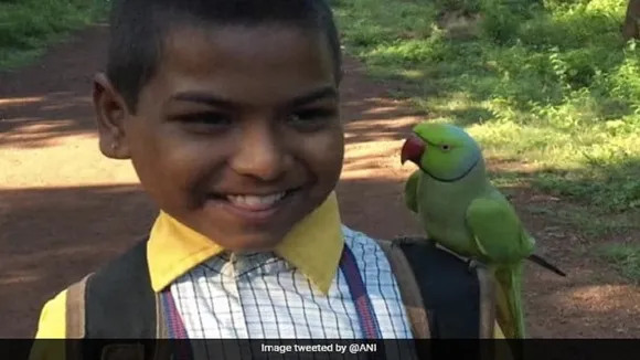 parrot 45