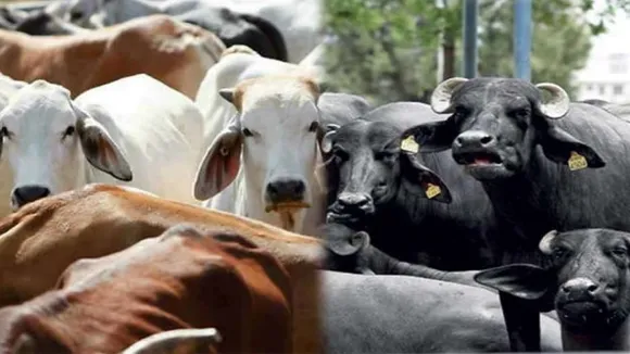 World Animal day