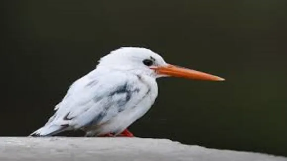 bird