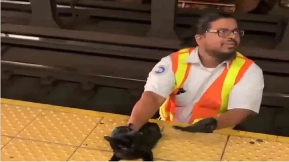 cat news