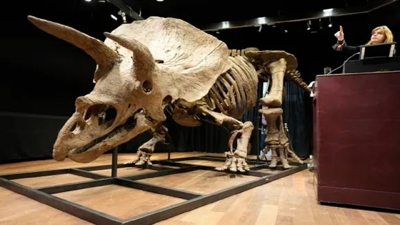 triceratops