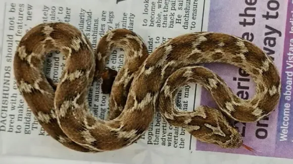 Viper