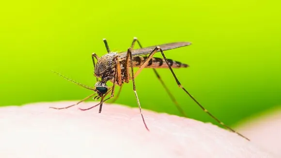 Dengue Mosquito