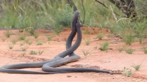 snake