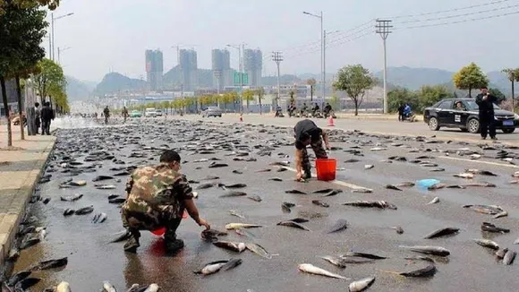 fish