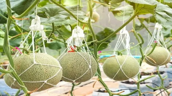 Yubry Melon