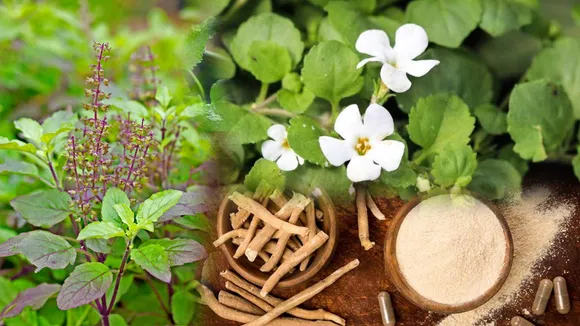 Herbs
