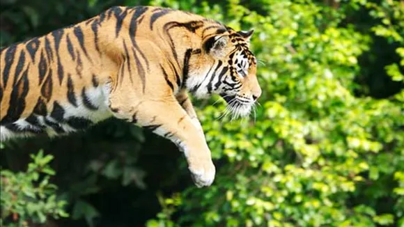 Tiger Con