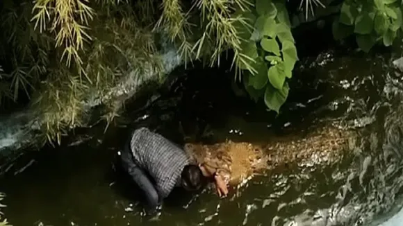 Crocodile Attack