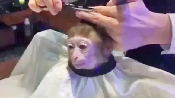 monkeyhaircut