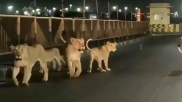 983719 lion