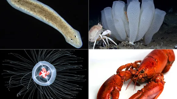Sea Creatures