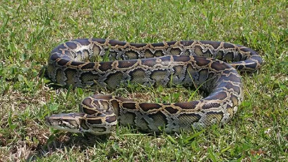 python